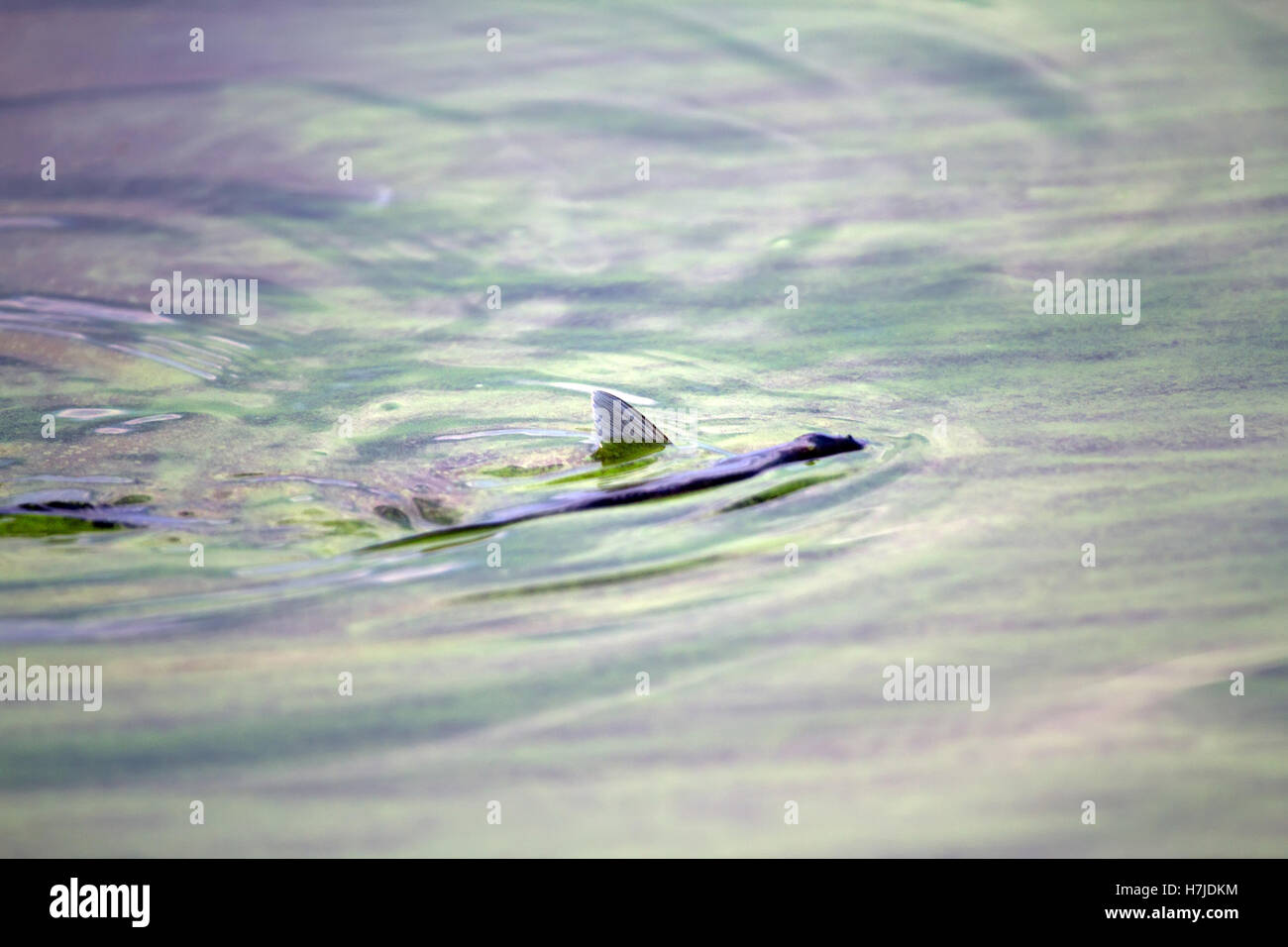 fish poisoned with the dying  green scum Stock Photo