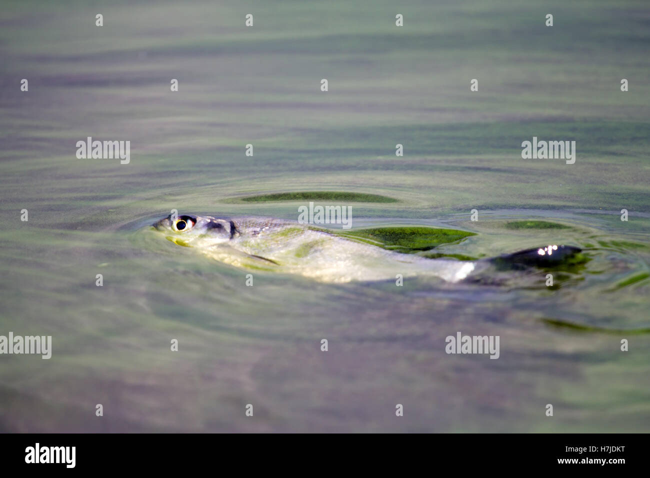 fish poisoned with the dying  green scum Stock Photo