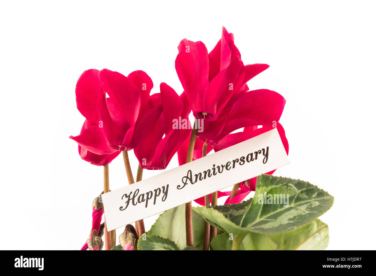 Happy Anniversary Card with Bouquet of Cyclamens. Stock Photo