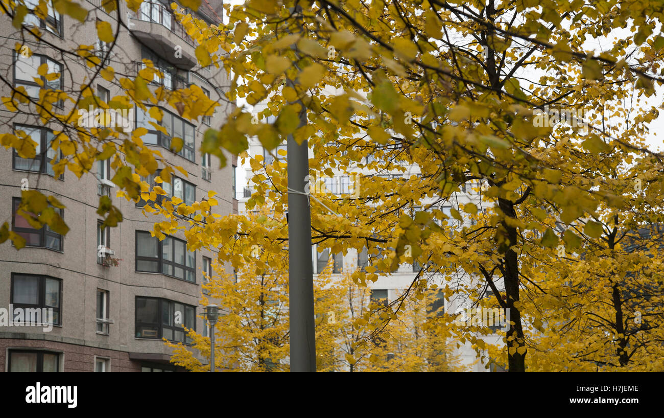 Yellow trees in autumn Stock Photo