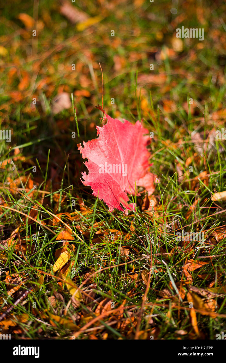 Single red maple leaf in grass Stock Photo