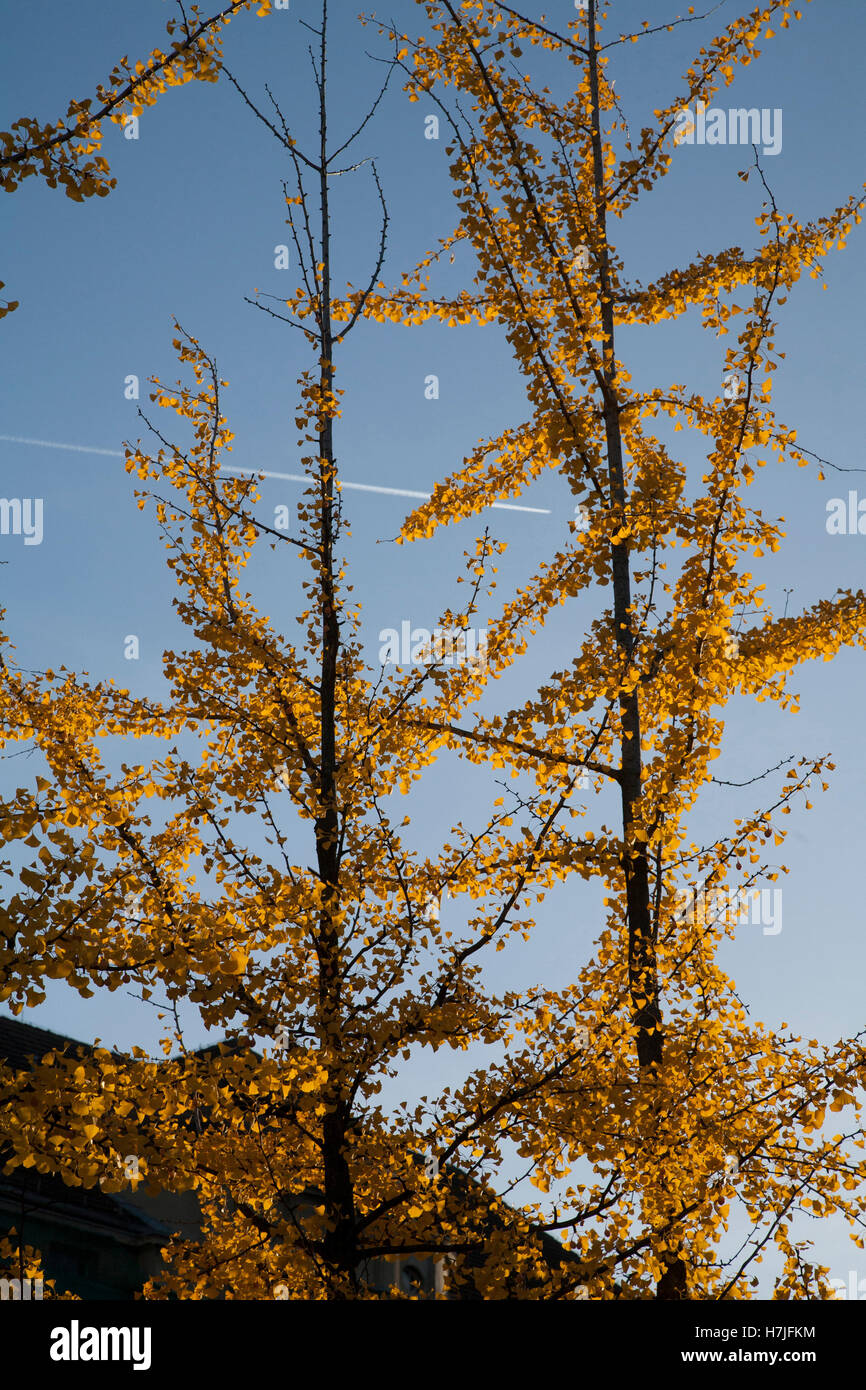 yellow autumnal trees Stock Photo