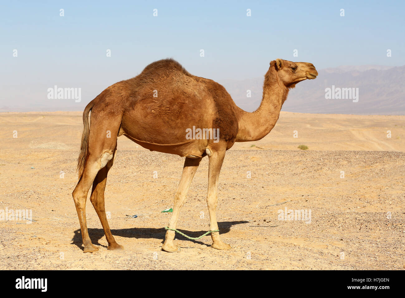 Camel in the desert in Amman, Jordan Stock Photo