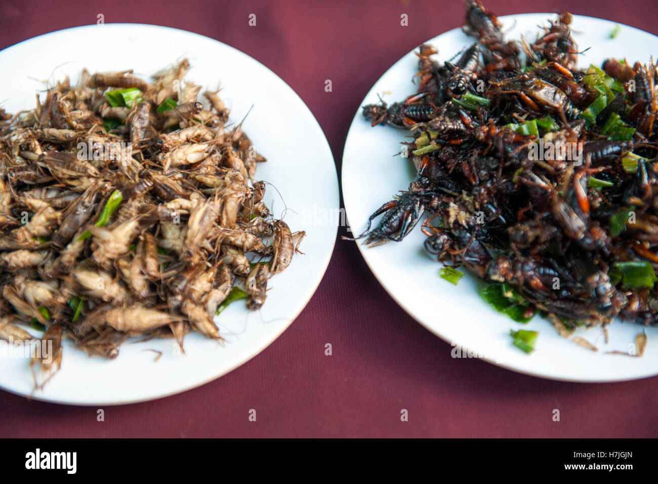 Fried cockroaches and other insects for sale in the Issarn town of Nong Khai, Thailand. Insects are being heralded as a sustainable protein source. Stock Photo