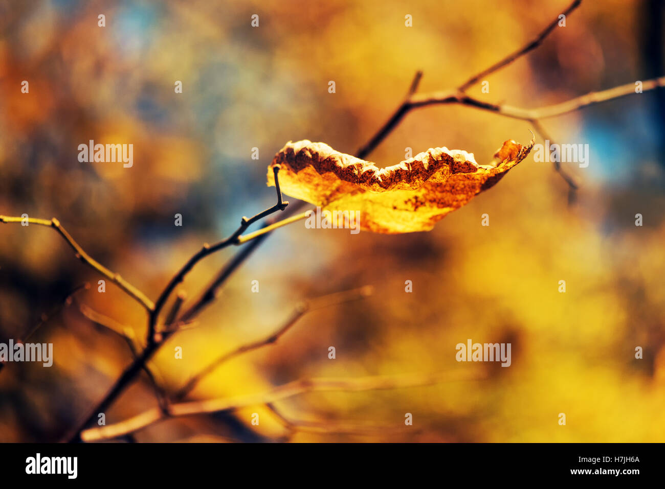 Dry leaf on the branch, fall season, vivid colors of autumn scenery, selective focus Stock Photo