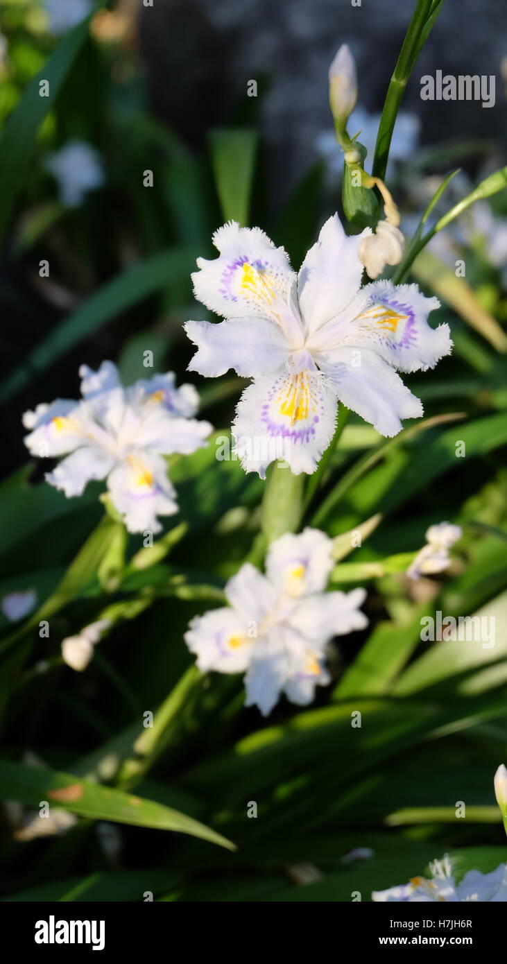 Pale white purple Iris in bloom Stock Photo