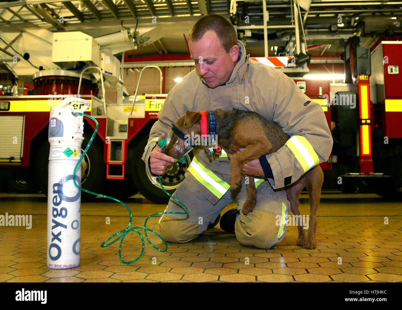 Firefighter Glenn Emery of the Kent Fire and Rescue Service demonstrates a pet-friendly oxygen mask with terrier Hardy, as the service has installed them on every fire engine and at every fire station in the county to help animals survive blazes. Stock Photo