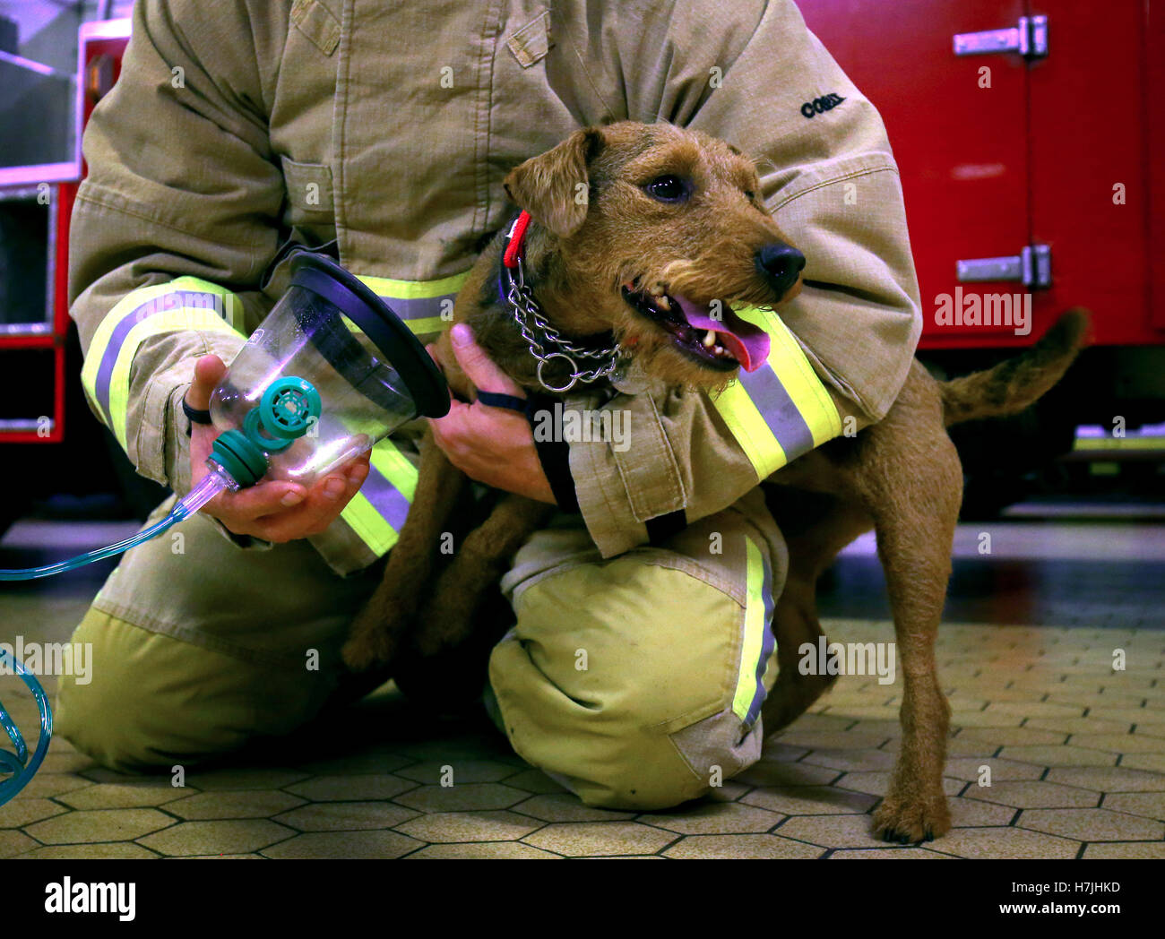 is-kent-dog-friendly