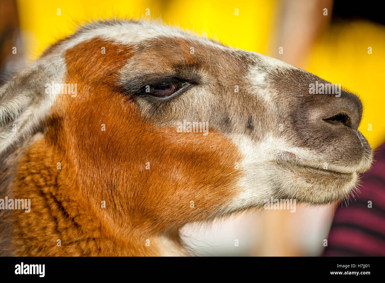 Profile picture of a lama Stock Photo