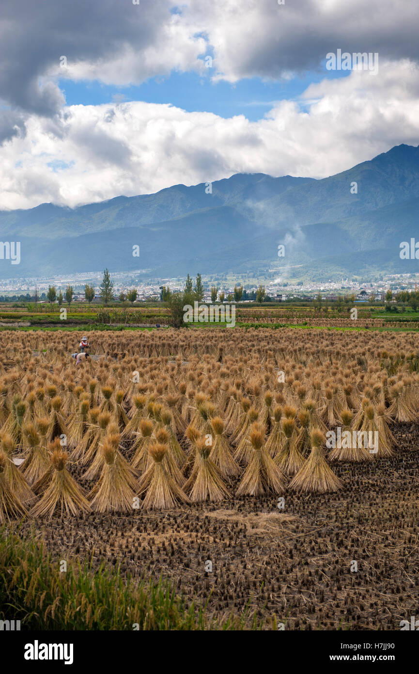 Rice harvest bundles hi-res stock photography and images - Alamy