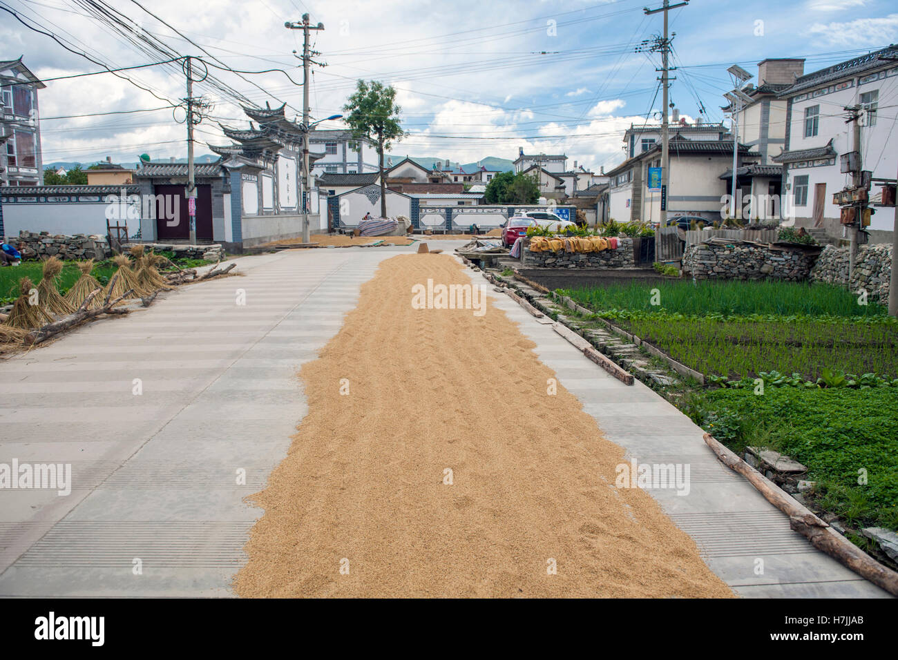Pavement Drying Rice Rice drying on the road hi-res stock photography and images - Alamy