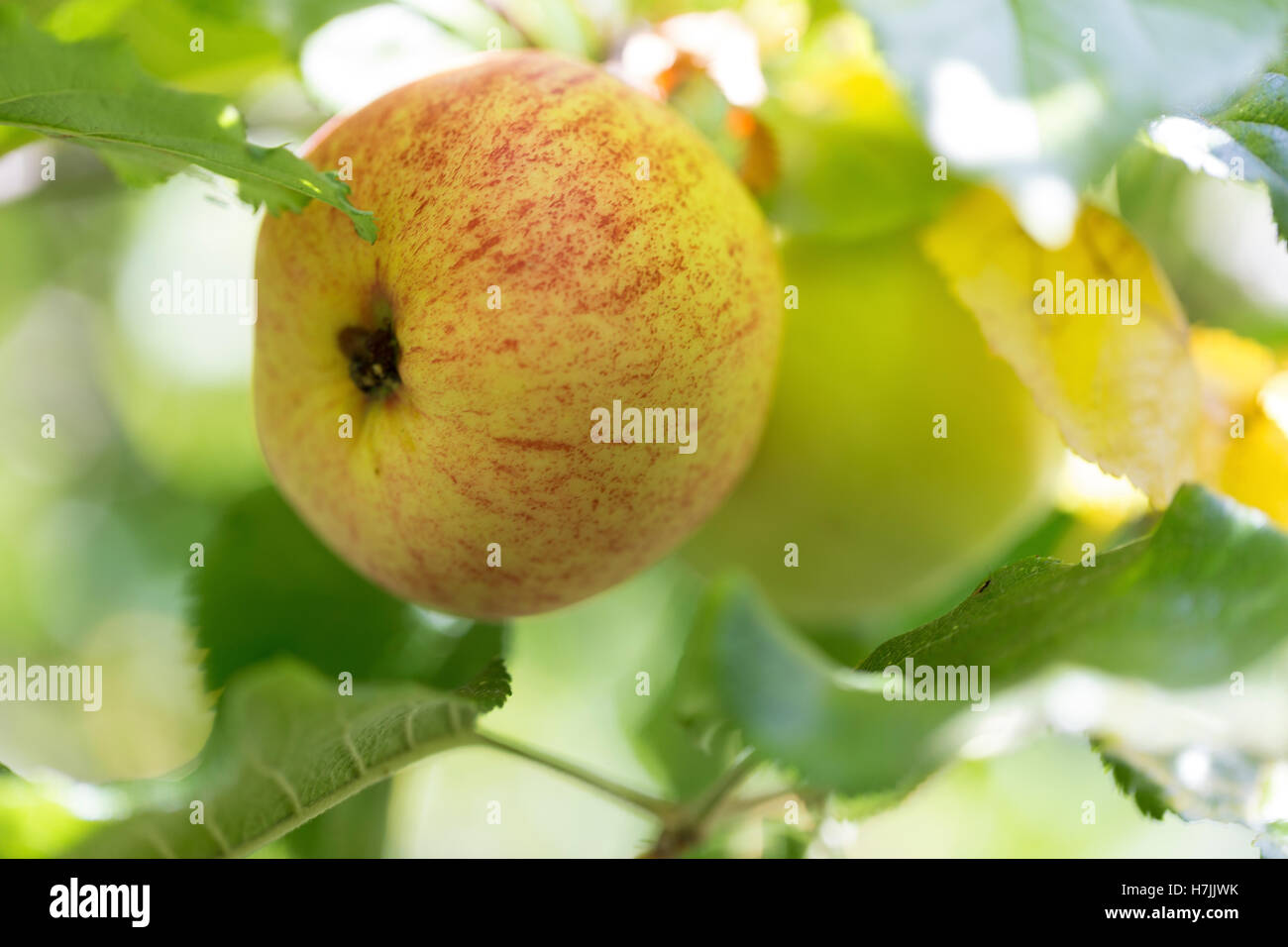 Fertilise fruit trees hires stock photography and images Alamy