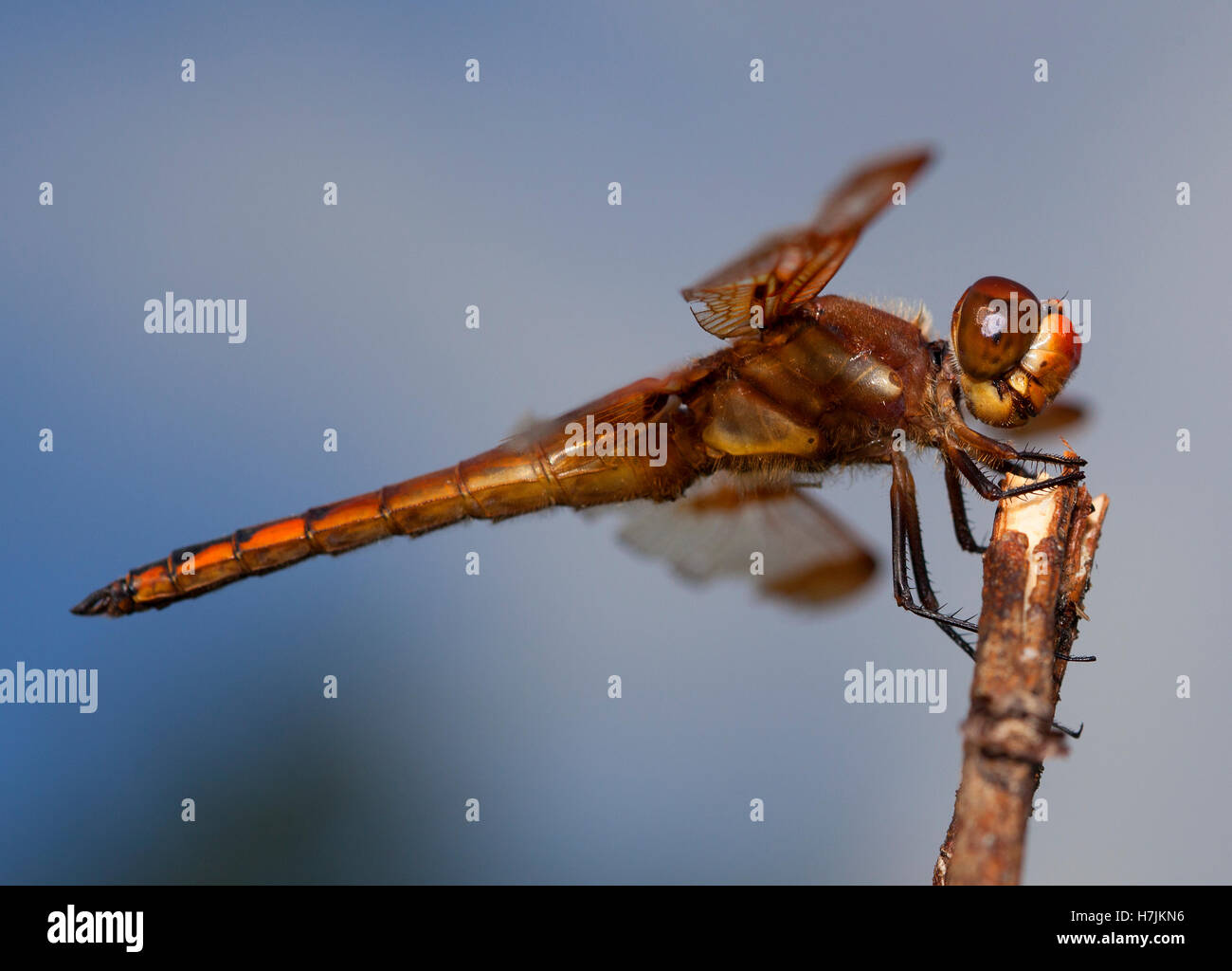Orange dragonfly seen up close when restingon a dead branch Stock Photo ...