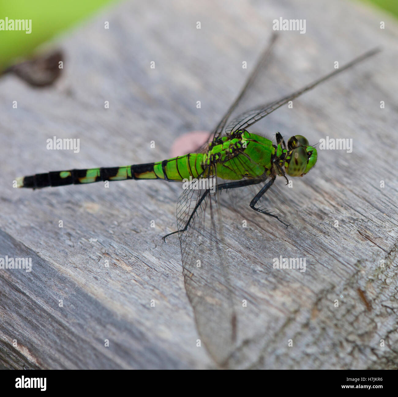 Dragonfly with a green head and body on wood Stock Photo - Alamy