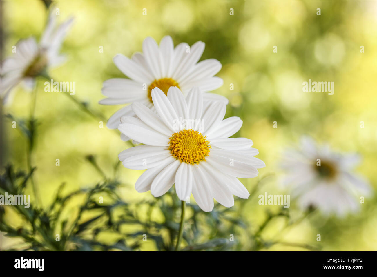 Floral background camomile Stock Photo