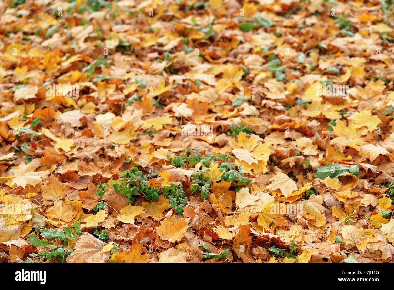 autumn maple leaves on the grass Stock Photo - Alamy