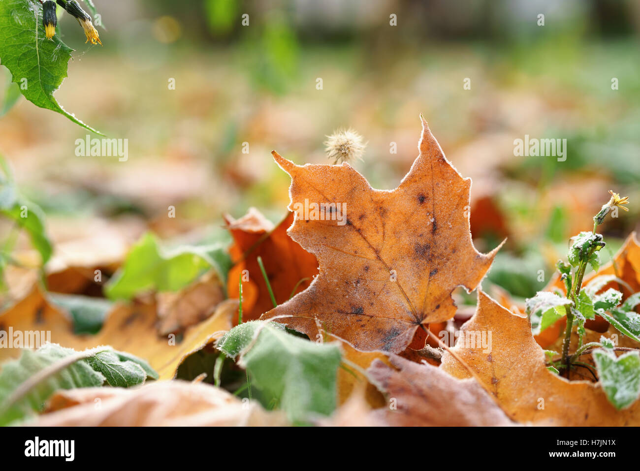 autumn maple leaves on the grass Stock Photo - Alamy