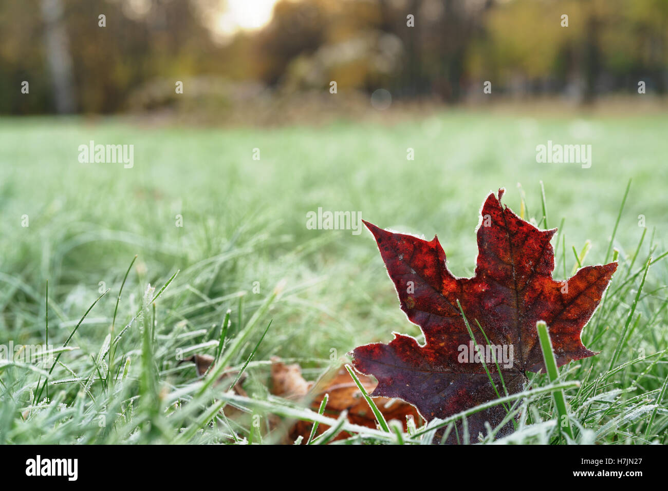 frozen maple leaf on th ground in frosty morning Stock Photo - Alamy