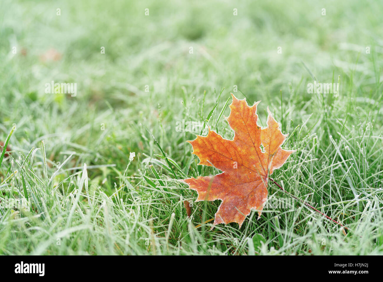 frozen maple leaf on th ground in frosty morning Stock Photo - Alamy