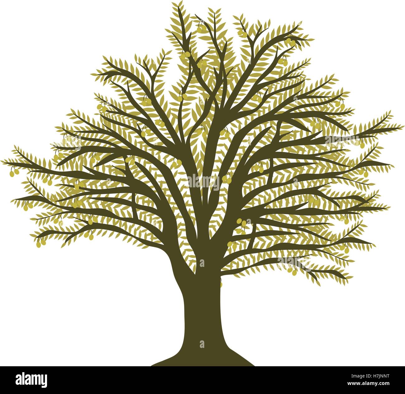 green olive oil tree icon over white background. vector illustration ...