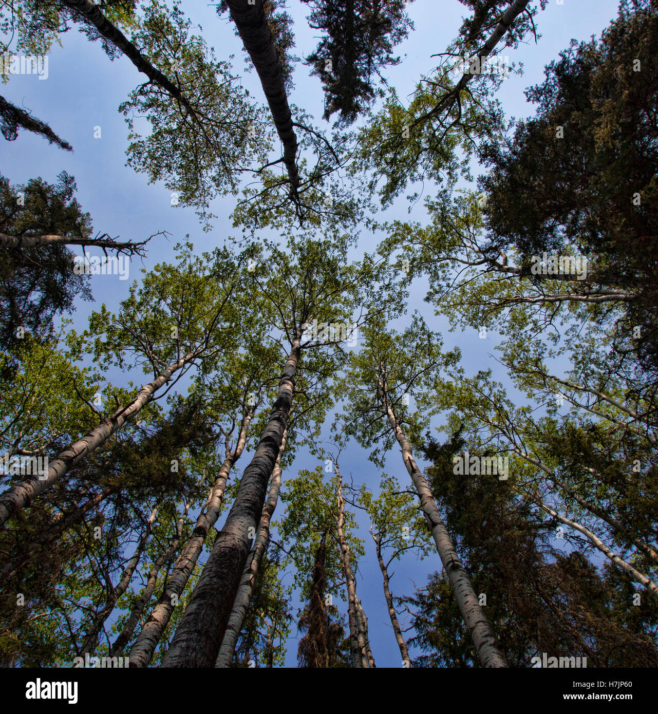 Stand of tall trees in the Boreal forest in Saskatchewan Canada Stock
