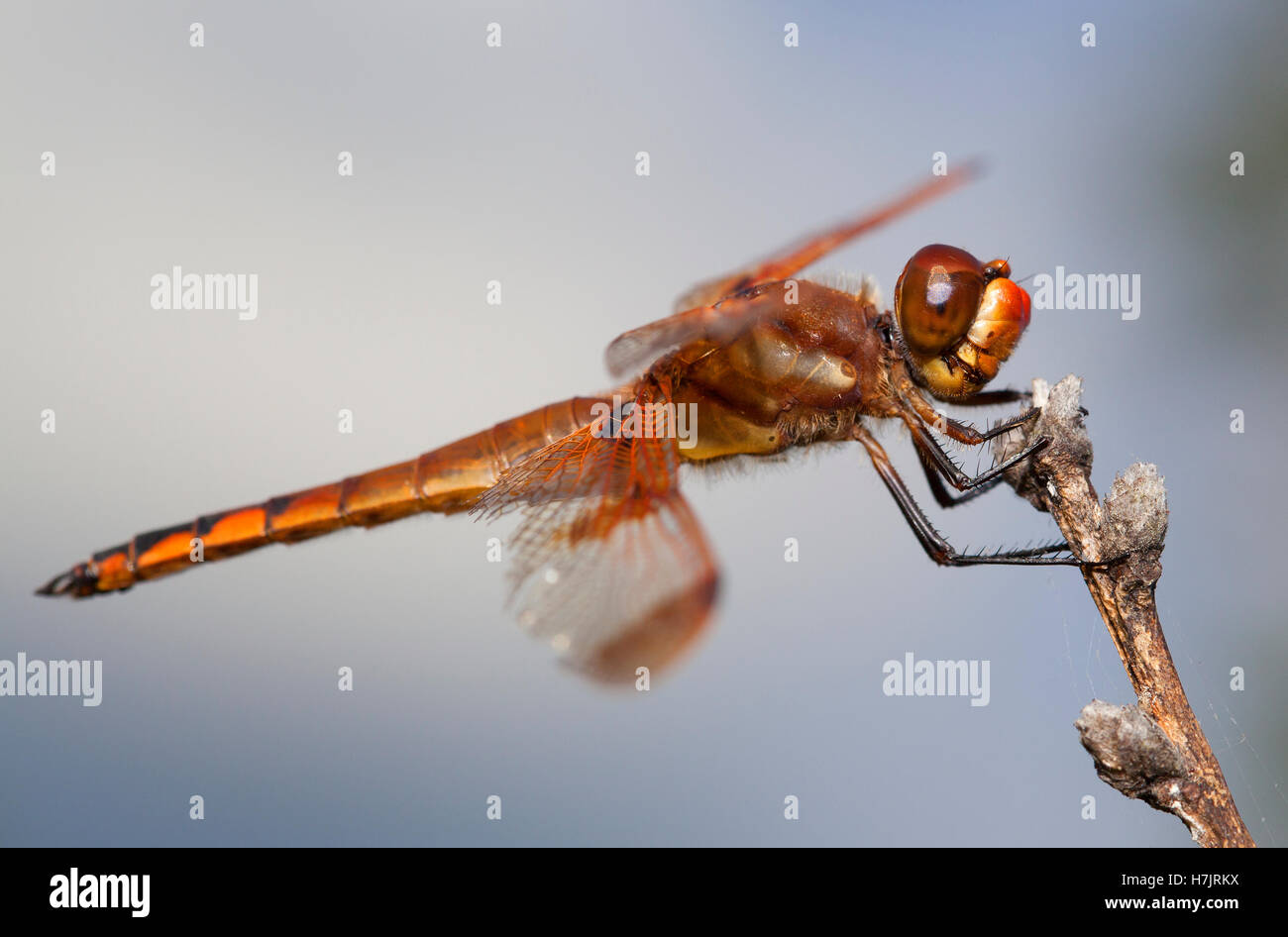 Brightly colored orange dragonfly sitting on a stick Stock Photo - Alamy