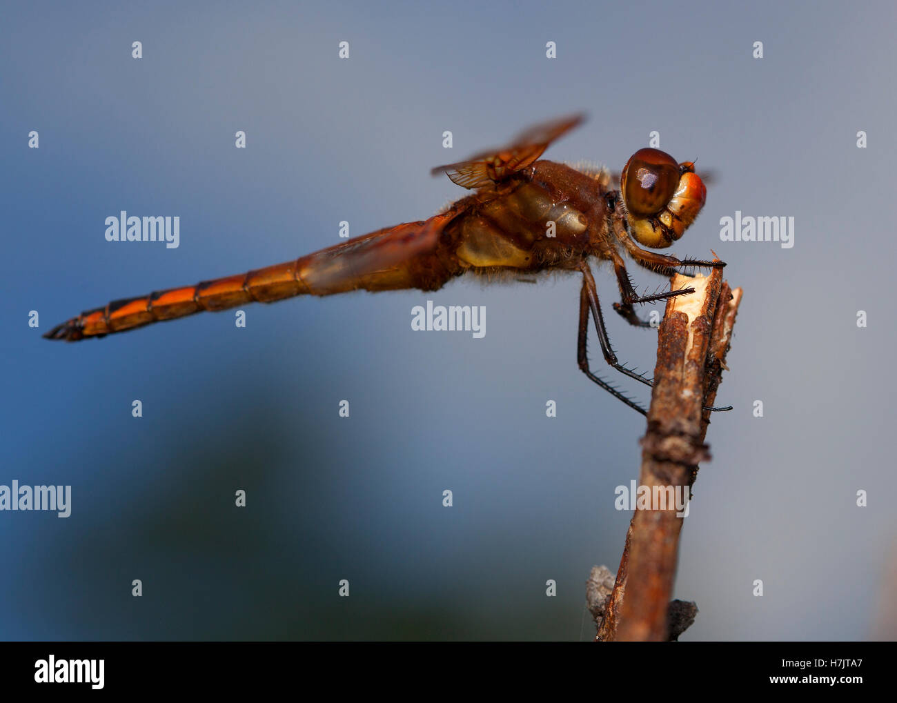 Dragonfly with orange and brown color waiting on a stick Stock Photo ...