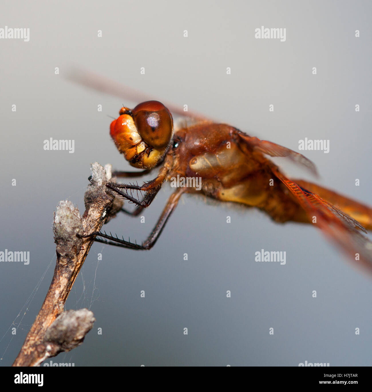 Up close look at a dragonfly on top of a stick Stock Photo - Alamy