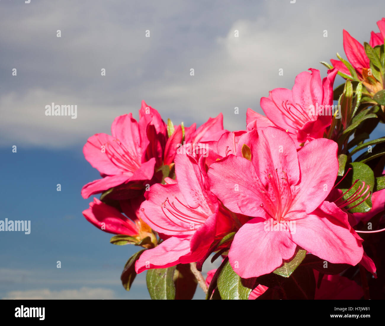 Pink azalea flowers on the plant with sky and clouds behind Stock Photo