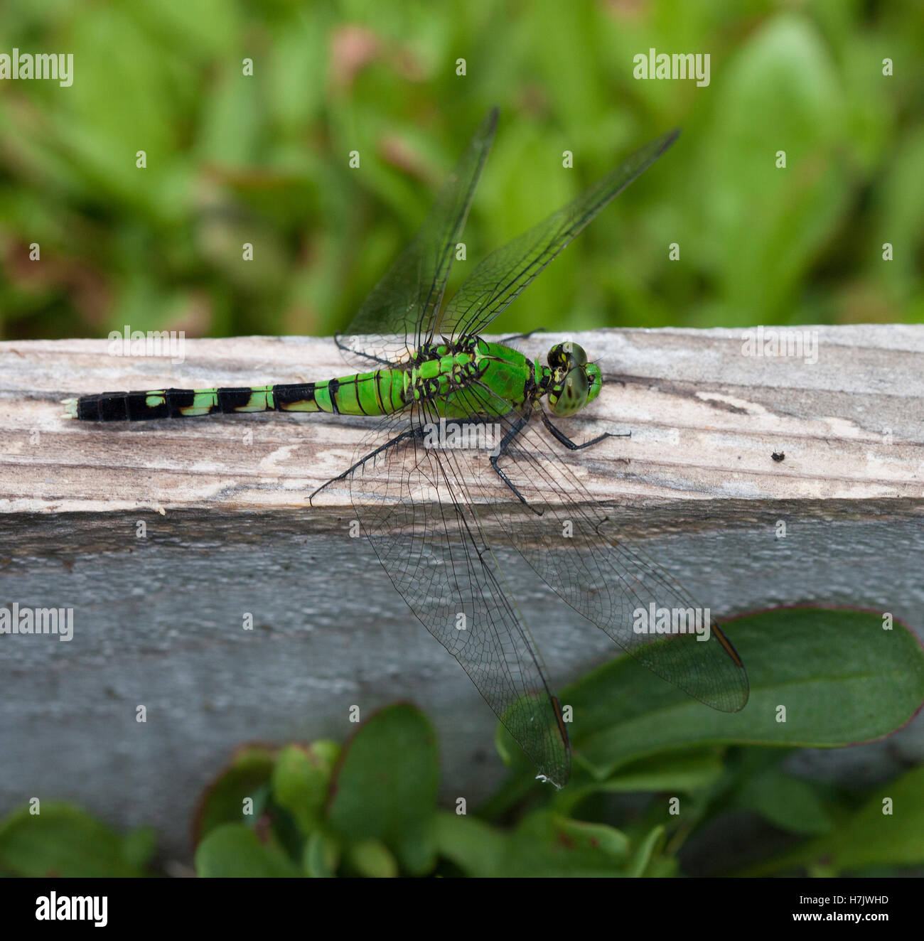 Big green dragonfly that is sitting on a board Stock Photo - Alamy