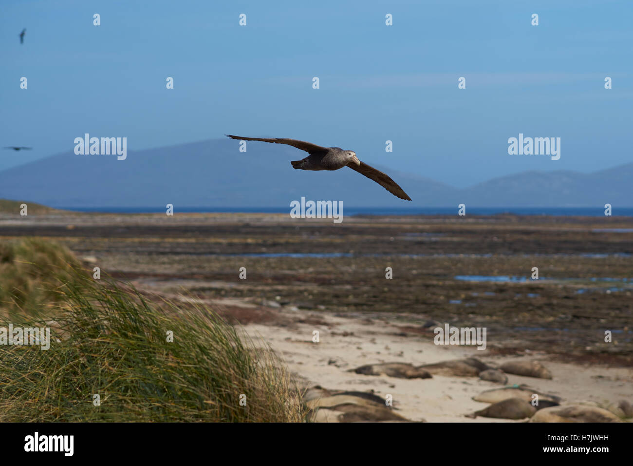 Southern Giant Petrel (Macronectes giganteus) flying along the coast of Carcass Island in the Falkland Islands. Stock Photo