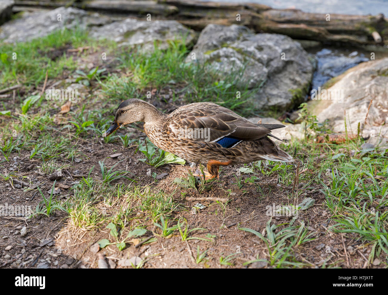 Wild duck on lake hi res stock photography and images Alamy Wild duck on lake hi res stock photography and images Alamy