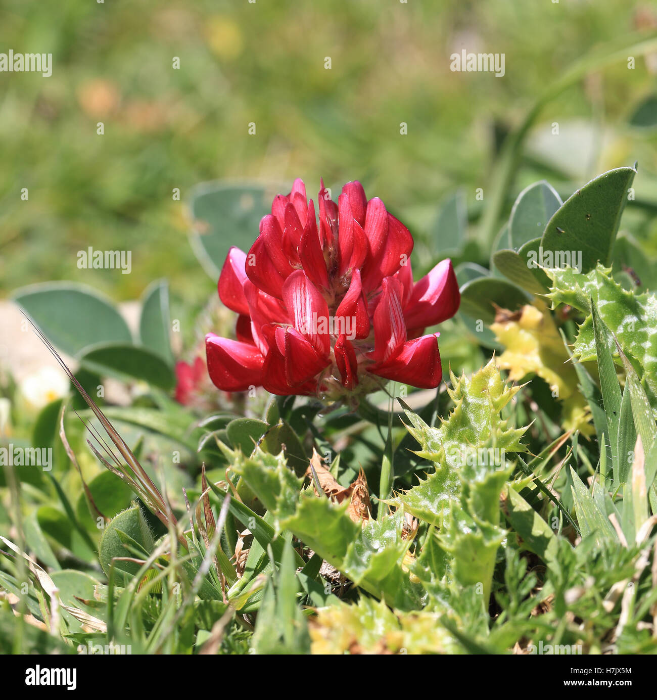 The red flowers of Crown Vetch (Hedysarum coronarium) on coastal cliffs, Tarifa, Andalucia, Spain. Stock Photo