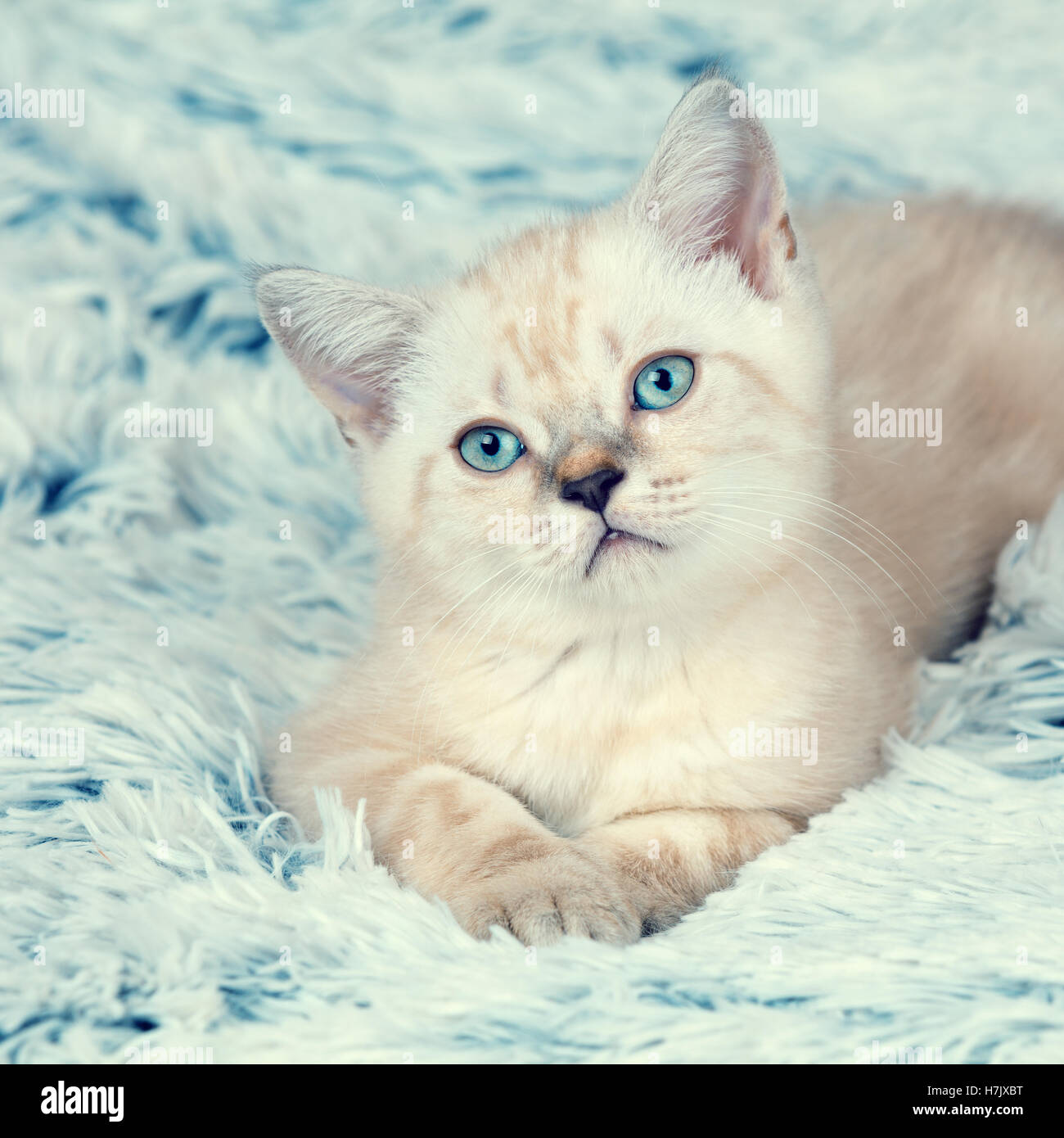 Cute little kitten lying on the soft fluffy blue blanket Stock Photo ...