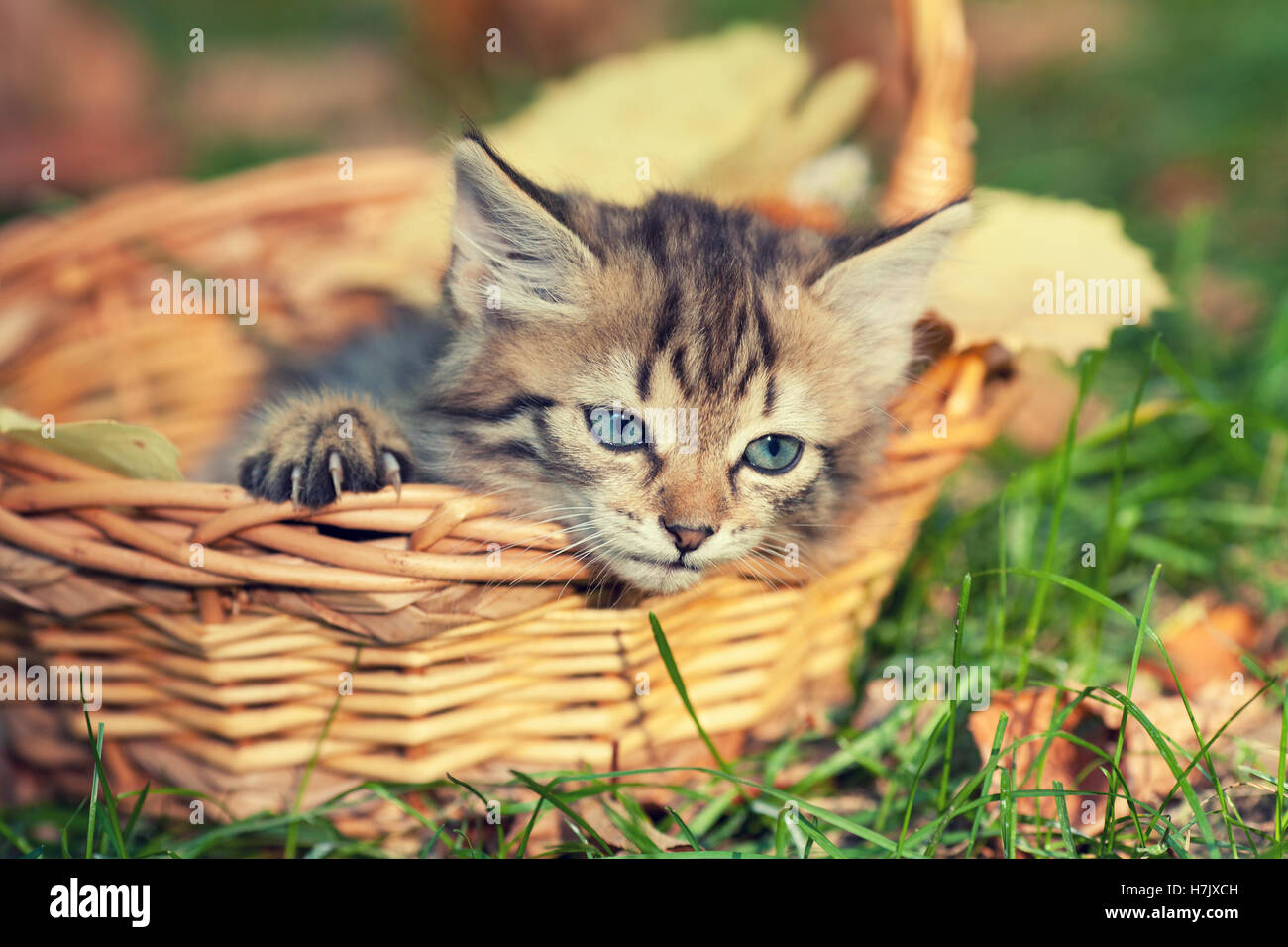 Little kitten sitting in the basket in the garden in autumn Stock Photo ...