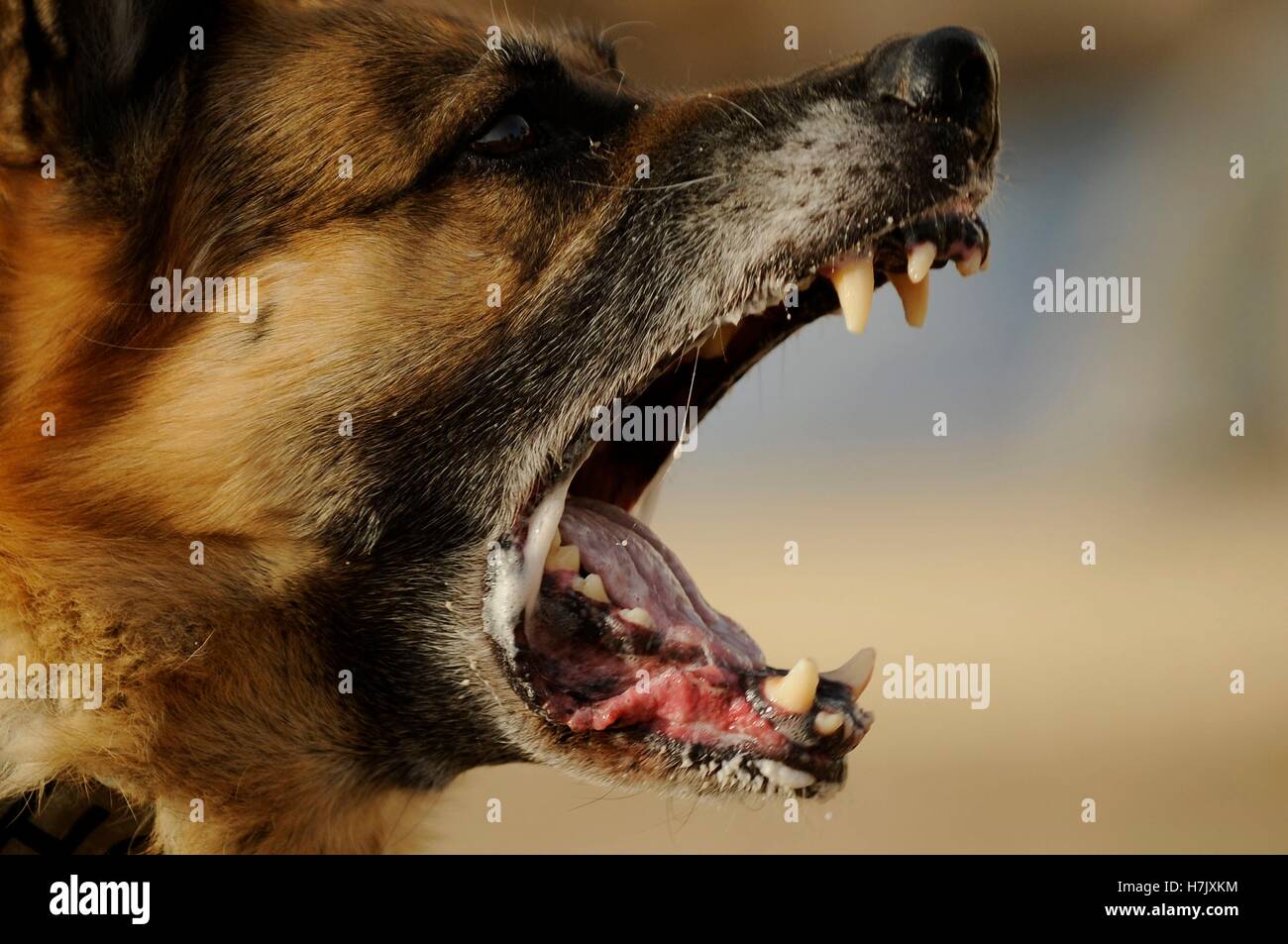 A military working German Shepherd dog snarls at an aggressor during a training demonstration at Forward Operating Base Diamondback August 17, 2009 in Mosul, Iraq. Stock Photo