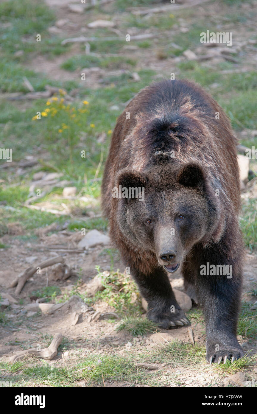 Vertical portrait of European brown bear, Ursus arctos. Pyrenees. Spain. Stock Photo