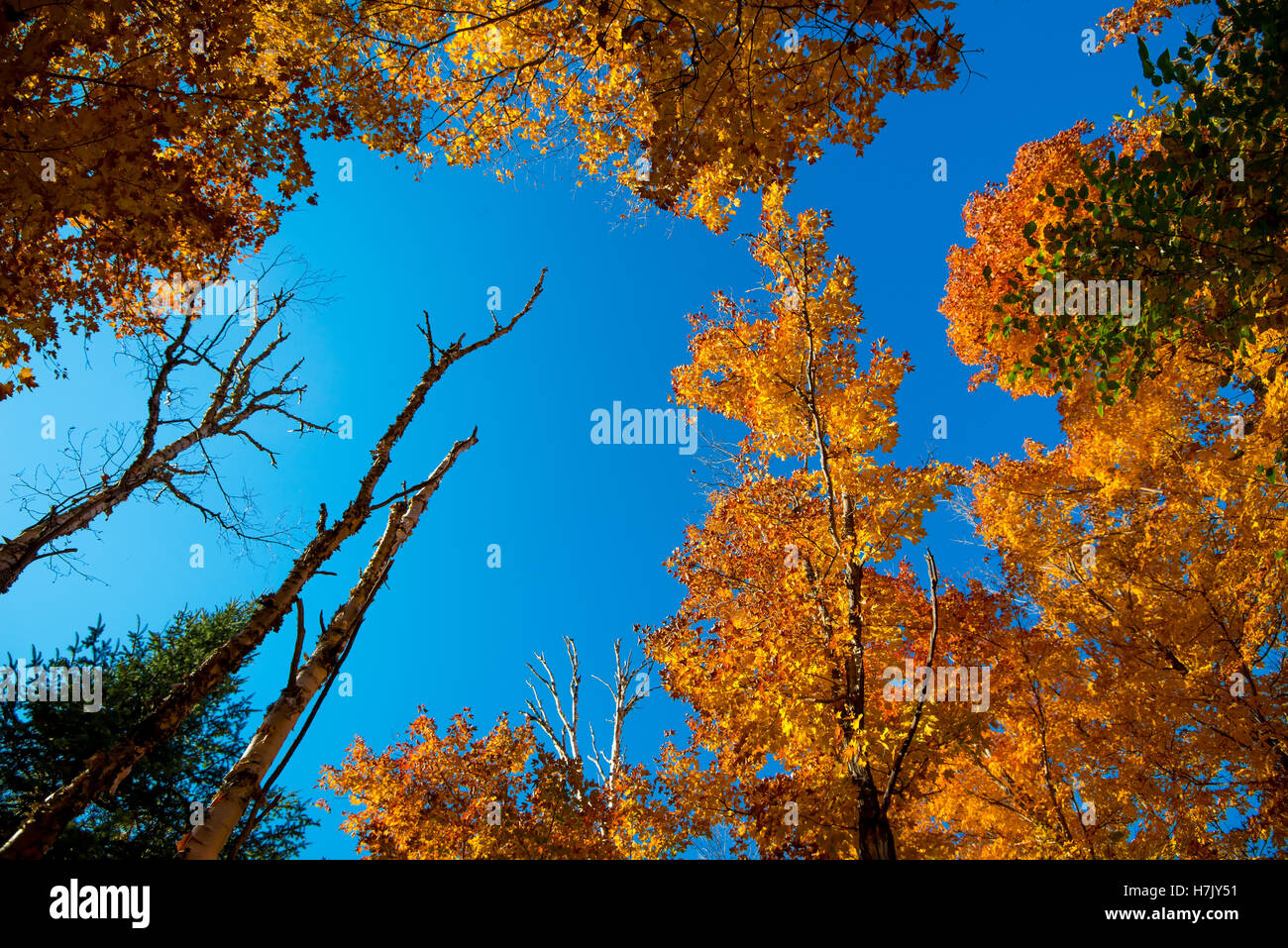 Leaf maple trees and sky in natural light Stock Photo
