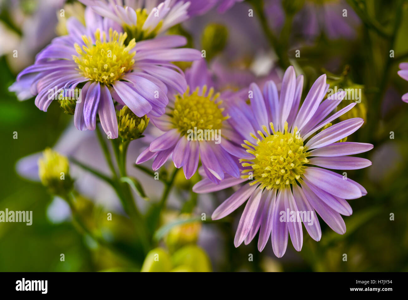 Blossom in purple and yellow hi-res stock photography and images - Alamy