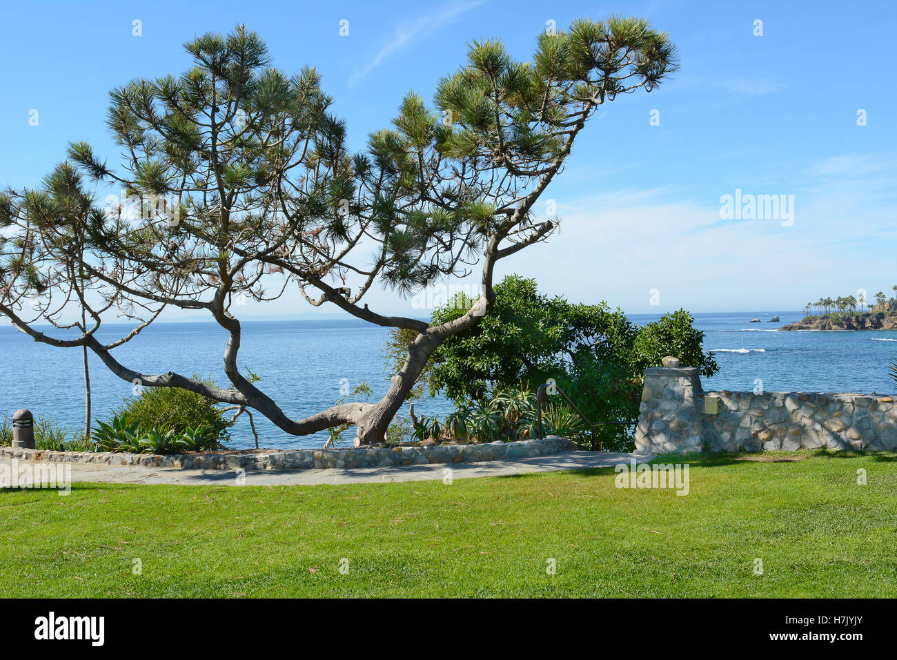 A wind blown pine tree overlooking the Pacific Ocean in Heisler Park, Laguna Beach, California. The park runs along the bluffs Stock Photo