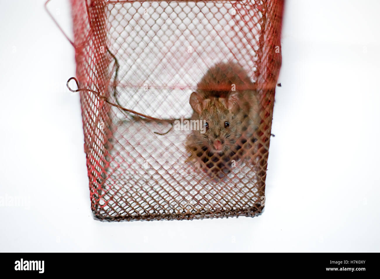house rat trapped in a cage in white background mumbai maharashtra ...