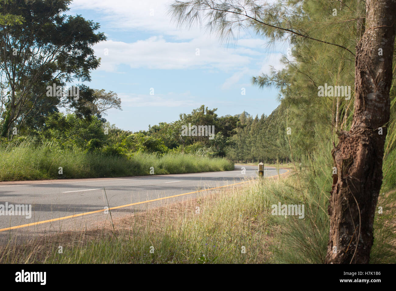 Asphalt road in the sunlight in pine forest Stock Photo - Alamy