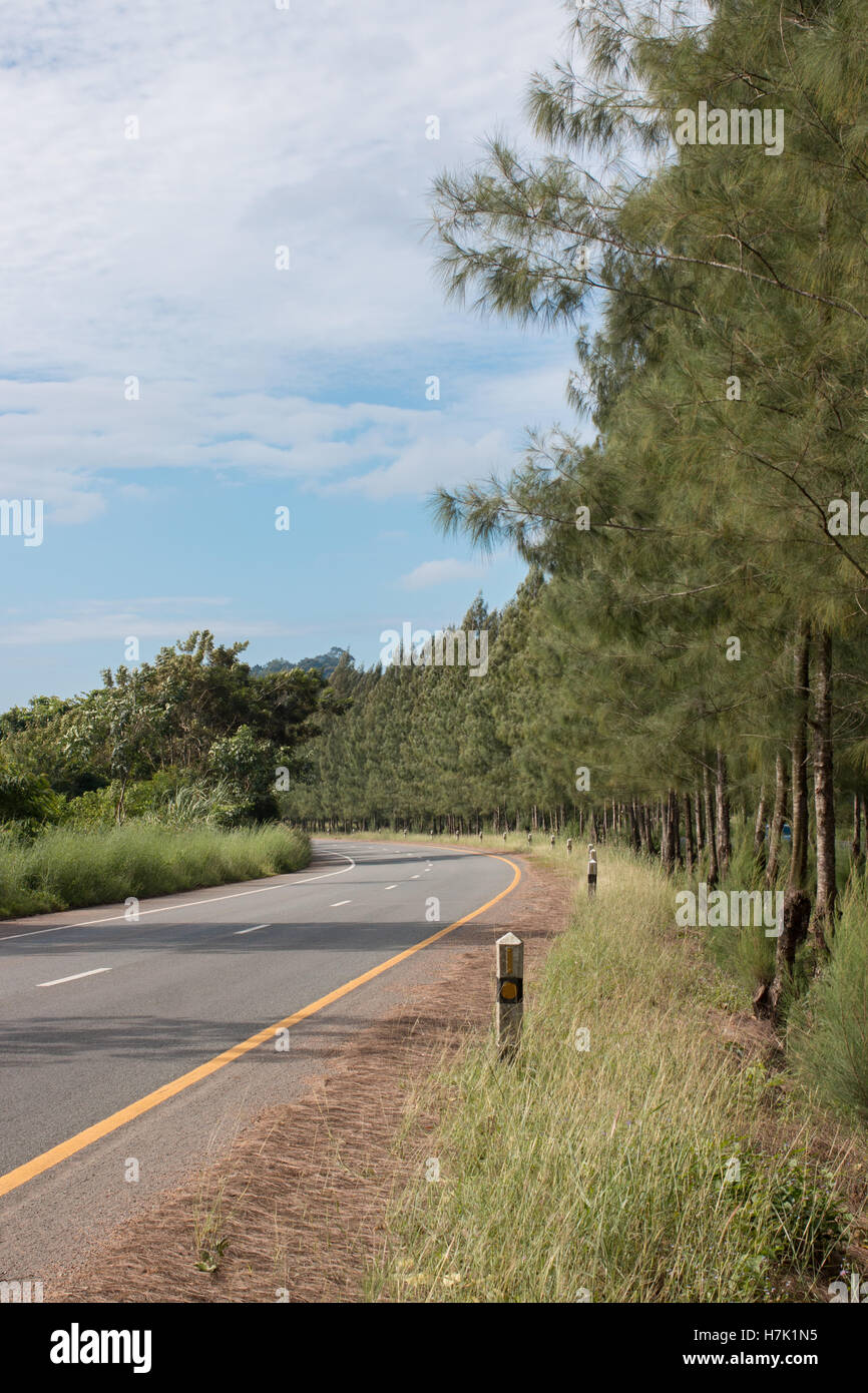 Asphalt rural road in the sunlight in pine forest Stock Photo - Alamy