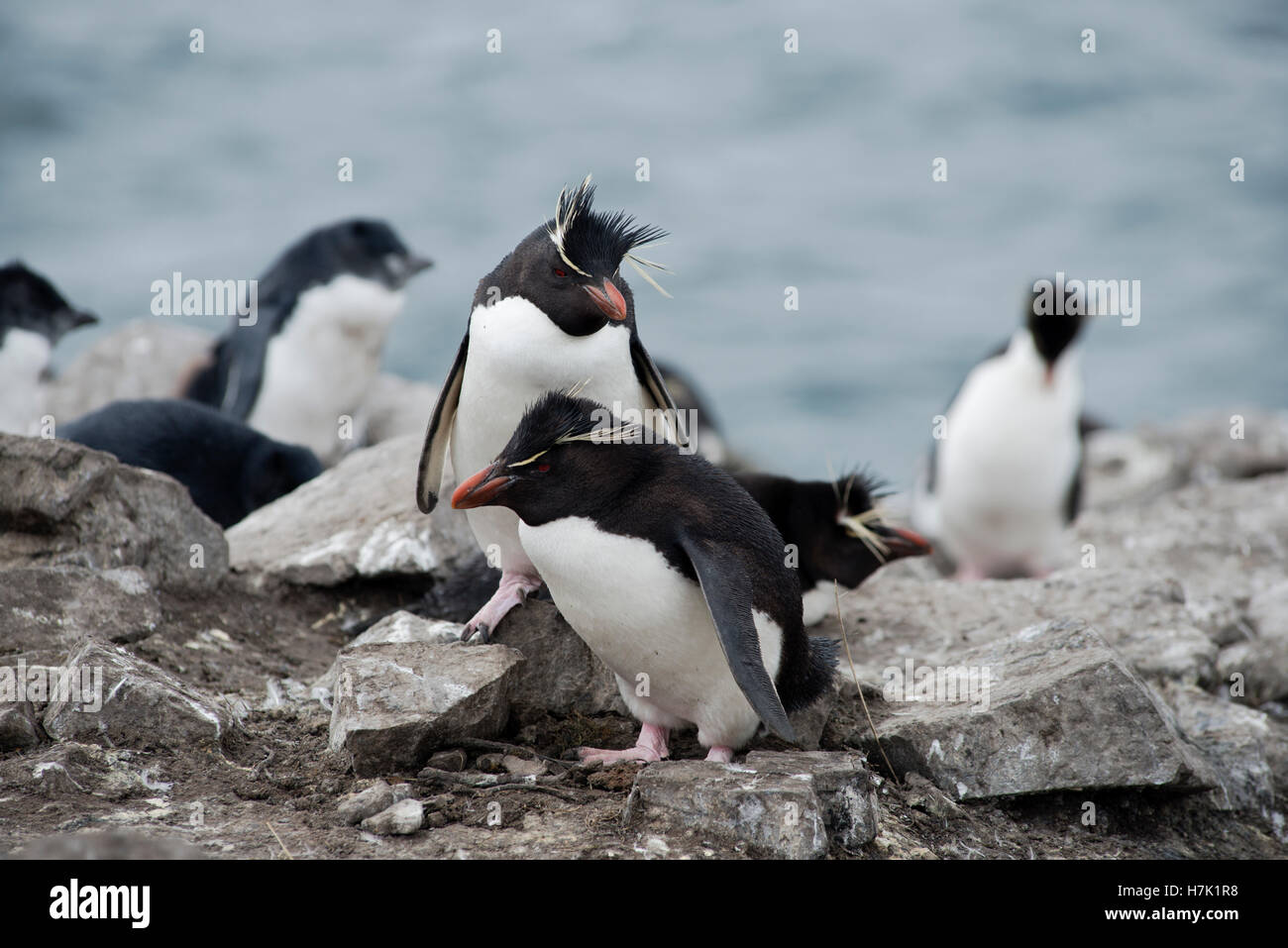 Rockhopper penguins (Eudyptes chrysocome) on The North East Coast of East Falkland, Falkland Islands (Islas Malvinas) Stock Photo