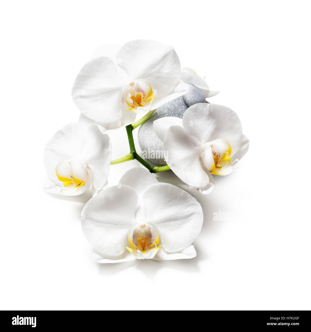 White orchid flowers and spa stones isolated on white background clipping path included Stock Photo