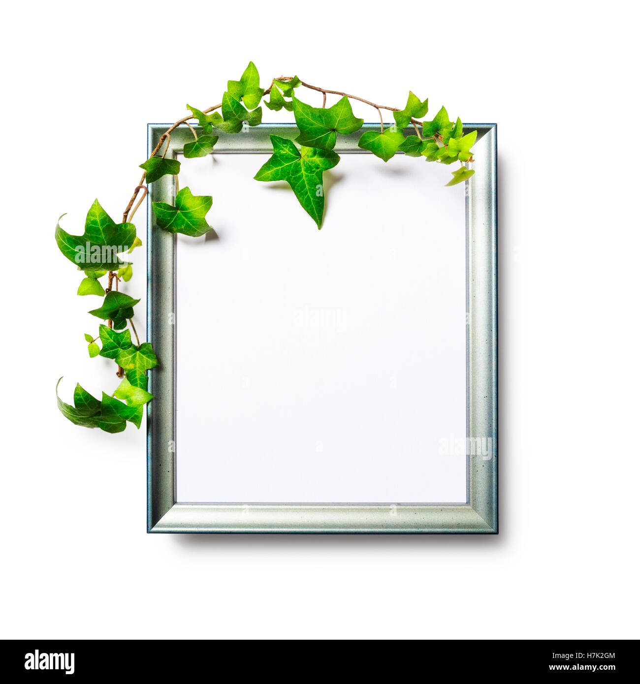 Picture photo frame with green ivy leaves isolated on white background ...