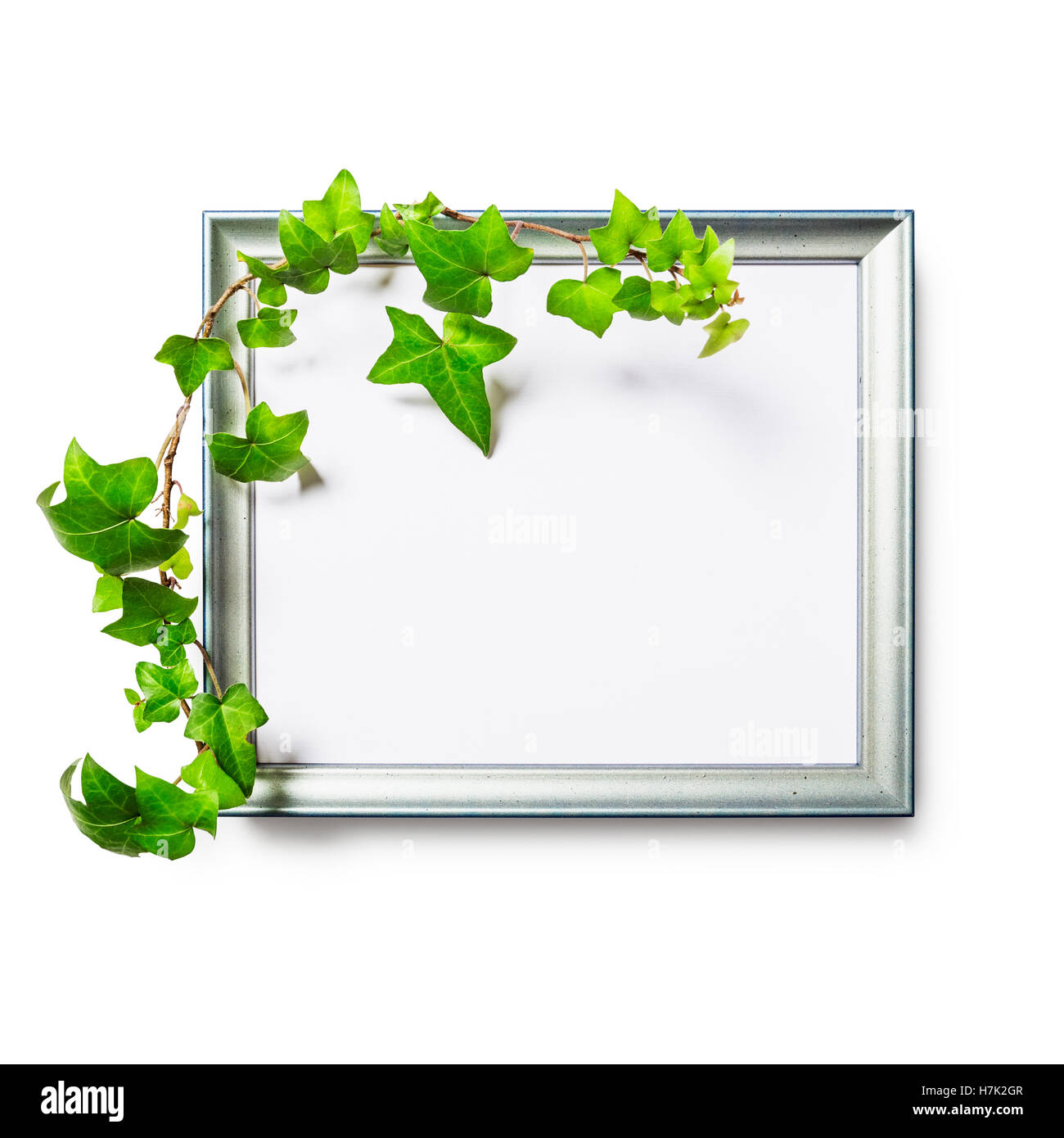 Picture photo frame with green ivy leaves isolated on white background ...