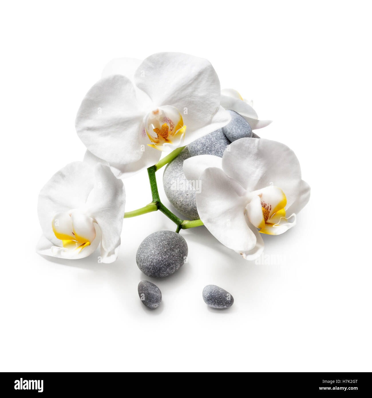 White orchid flowers and spa stones isolated on white background clipping path included Stock Photo