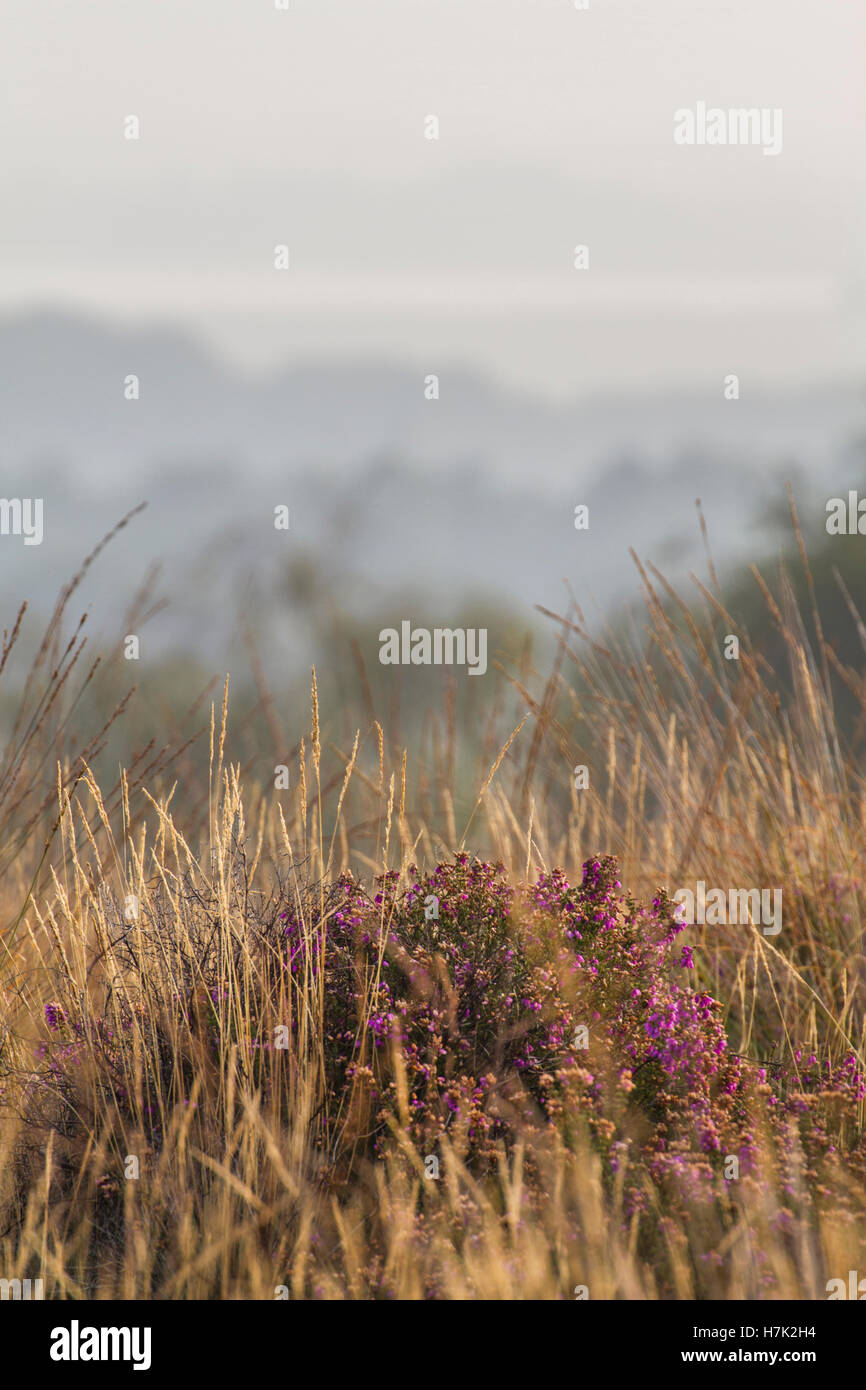 Layers of mist hi-res stock photography and images - Alamy