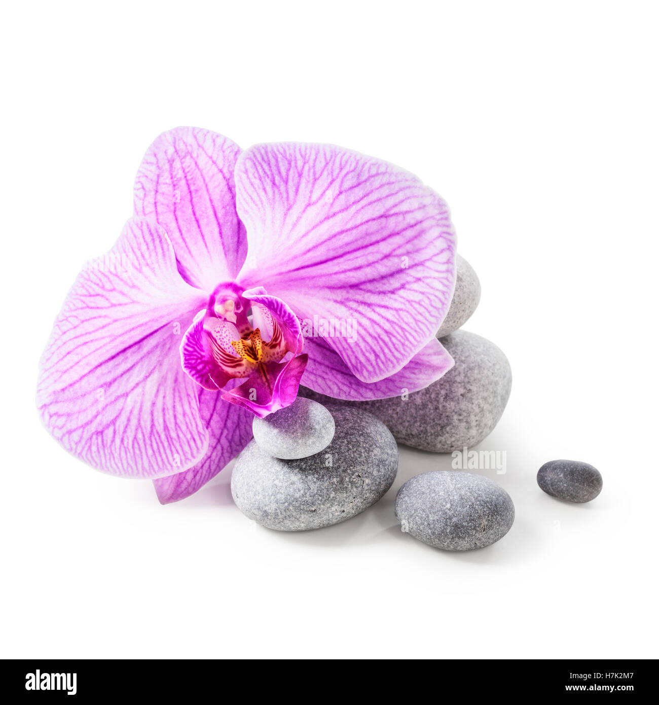 Pink orchid flower and spa stones isolated on white background clipping path included Stock Photo